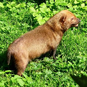 Bush dog