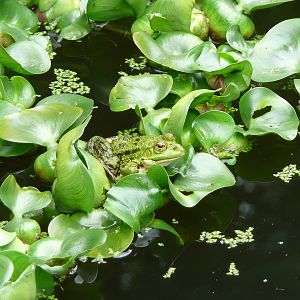 Green frog
