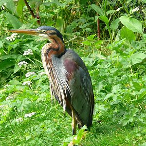 Purple heron