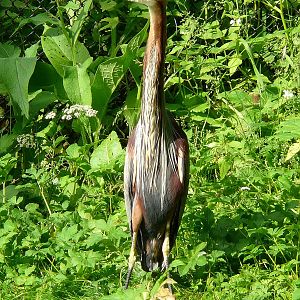 Purple heron