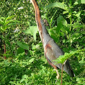 Purple heron