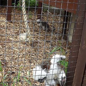 Cotton Top Tamarins at Blackpool Zoo 16/06/12