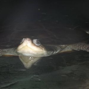 West African Mud Turtle at Blackpool Zoo 16/06/12