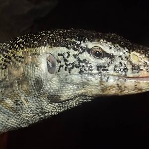 Nile Monitor Lizard at Blackpool Zoo 16/06/12