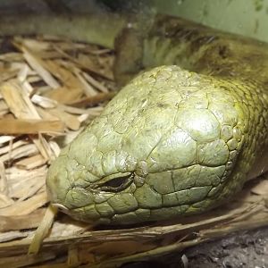 Prehensile Tailed Skink at Blackpool Zoo 16/06/12