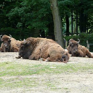 European bison