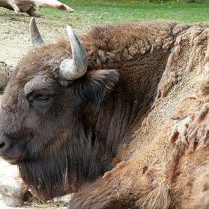 European bison