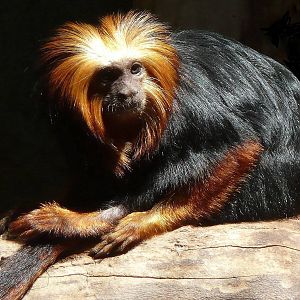 Golden-headed lion tamarin