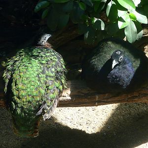 Congo peacock