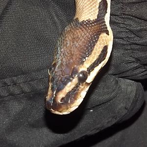 Royal Python at Blackpool Zoo 16/06/12