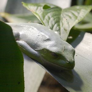 Black-eyed tree frog