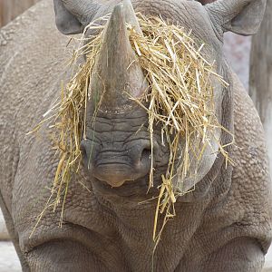 Eastern black rhinoceros