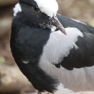 Blacksmith plover