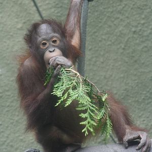 Bornean orangutan