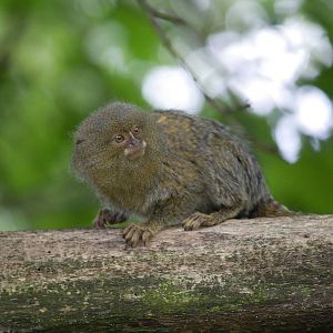 Eastern pygmy marmoset