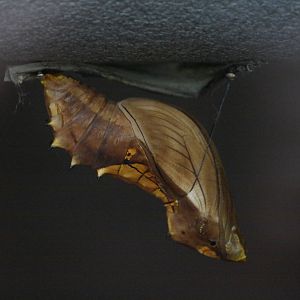 Green birdwing chrysalis