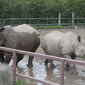 Indian rhinoceros