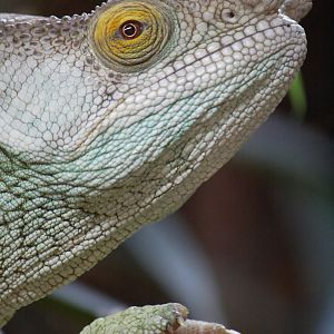 Parson's chameleon - Darth Vader