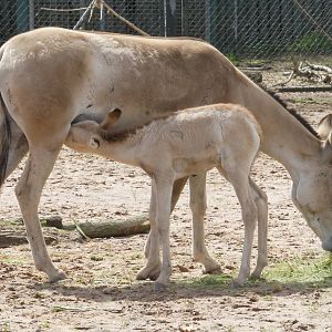 Persian onager and foal