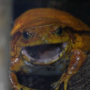 Sambava [false] tomato frog