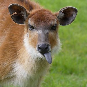 Western sitatunga