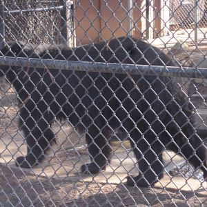 Predators- Joaquin the Andean Bear