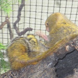 New World Tropics Building- Weechie and Eko