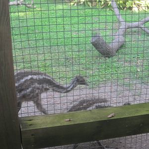 Jambo Junction- Emu Chicks