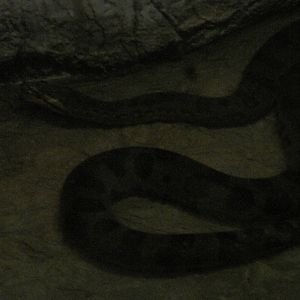 Curiosity Caverns- Green Anaconda