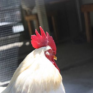 New England Farmyard- Domestic Poultry