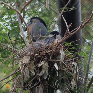 boat billed heron on nest