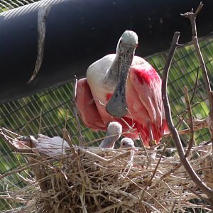 spoonbill with two chicks