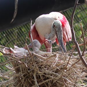 spoonbill with two chicks