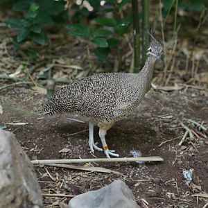 elegant crested tinamou