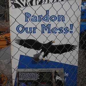 Steller Sea Eagle construction