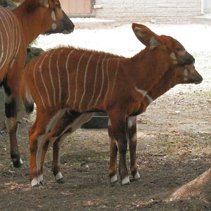 Baby Bongos