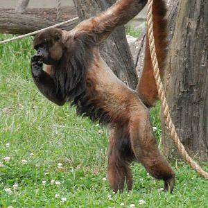 Woolly monkey