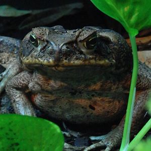 Giant toad