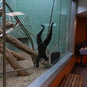 Siamang showing off