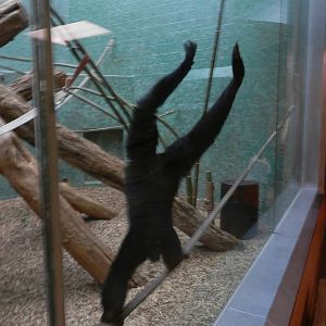 Siamang showing off