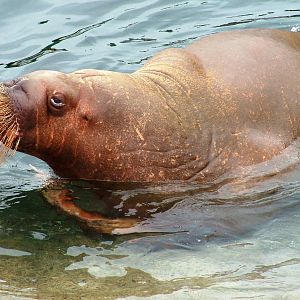 Pacific Walrus at Harderwijk, 01/06/12