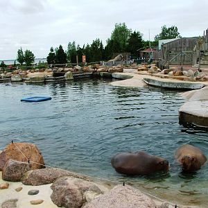 Walrus Exhibit at Harderwijk, 01/06/12