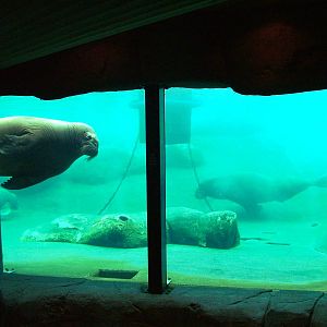 Walrus Underwater Viewing at Harderwijk, 01/06/12