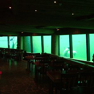 Dolphin Underwater Viewing and Cafe at Harderwijk, 01/06/12