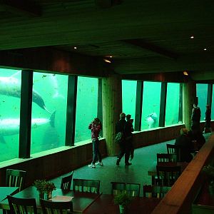 Dolphin Underwater Viewing and Cafe at Harderwijk, 01/06/12