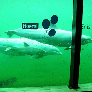 Atlantic Bottle-nosed Dolphins with Calf at Harderwijk, 01/06/12