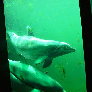 Atlantic Bottle-nosed Dolphins at Harderwijk, 01/06/12