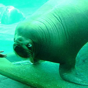 Friendly Pacific Walrus at Harderwijk, 01/06/12