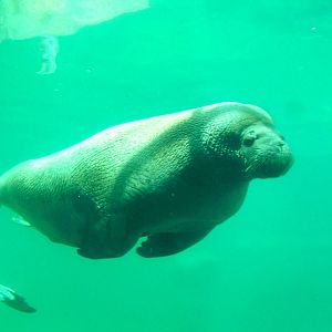 Pacific Walrus at Harderwijk, 01/06/12