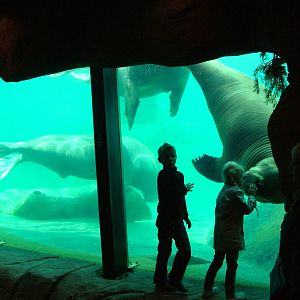 Walrus Underwater Viewing at Harderwijk, 01/06/12